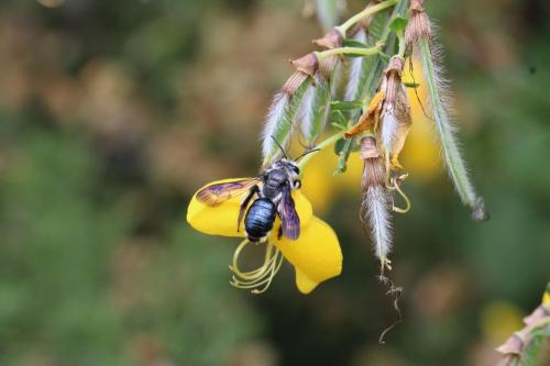 Andrena agilissima
